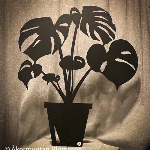 Monstera Stor